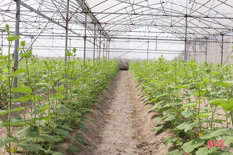 Thăm mô hình nhà màng trồng dưa quy mô gần 2 tỷ đồng của nông dân Thạch Lạc