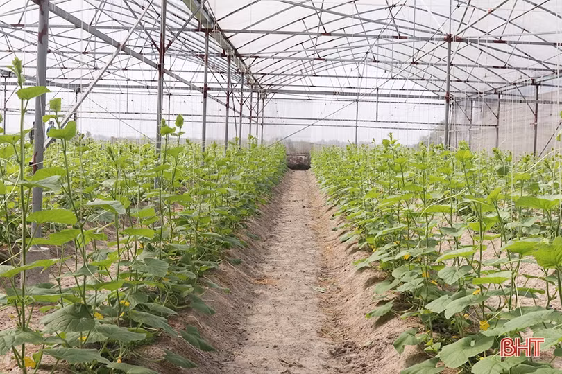 Thăm mô hình nhà màng trồng dưa quy mô gần 2 tỷ đồng của nông dân Thạch Lạc