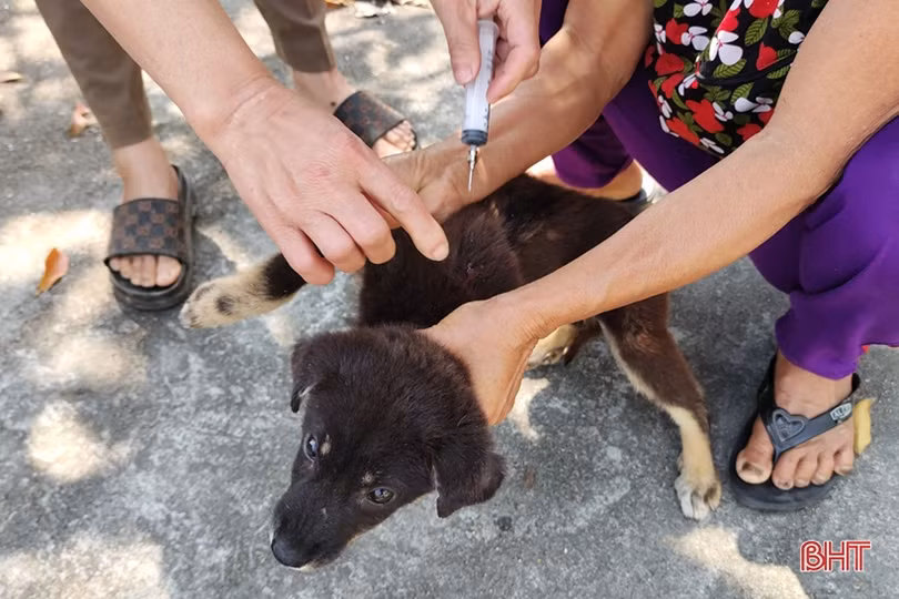 Thiếu vắc-xin, nhiều địa phương lo lây lan dịch bệnh trên gia súc, gia cầm