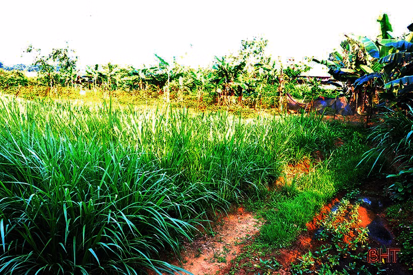 Thêm 1 địa phương ở Hà Tĩnh nuôi thành công hươu sao