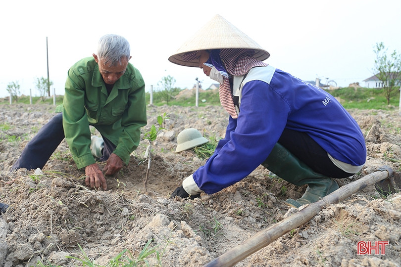 TP Hà Tĩnh trồng thử nghiệm 320 gốc táo muối Bàng La