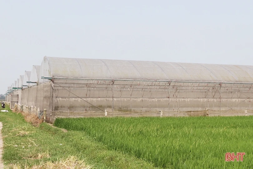 Thăm mô hình nhà màng trồng dưa quy mô gần 2 tỷ đồng của nông dân Thạch Lạc