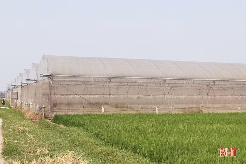 Thăm mô hình nhà màng trồng dưa quy mô gần 2 tỷ đồng của nông dân Thạch Lạc