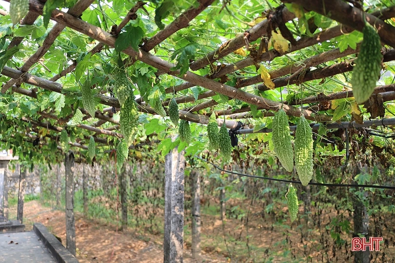 Mướp đắng, dưa chuột được giá, nông dân xứ Cẩm phấn khởi thu hái