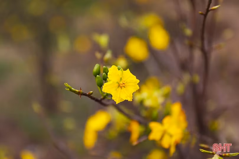 Nâng cao giá trị sản phẩm cây mai vàng Kỳ Nam