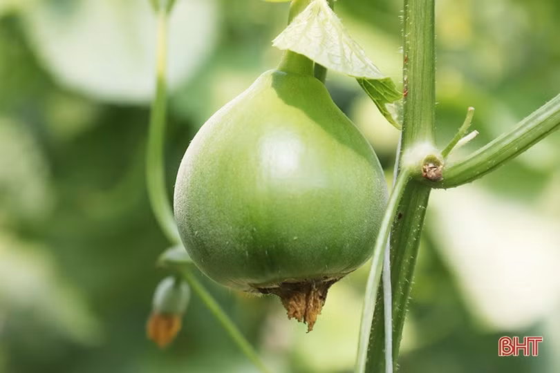 Thăm mô hình nhà màng trồng dưa quy mô gần 2 tỷ đồng của nông dân Thạch Lạc