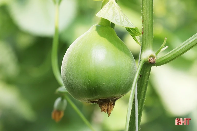 Thăm mô hình nhà màng trồng dưa quy mô gần 2 tỷ đồng của nông dân Thạch Lạc