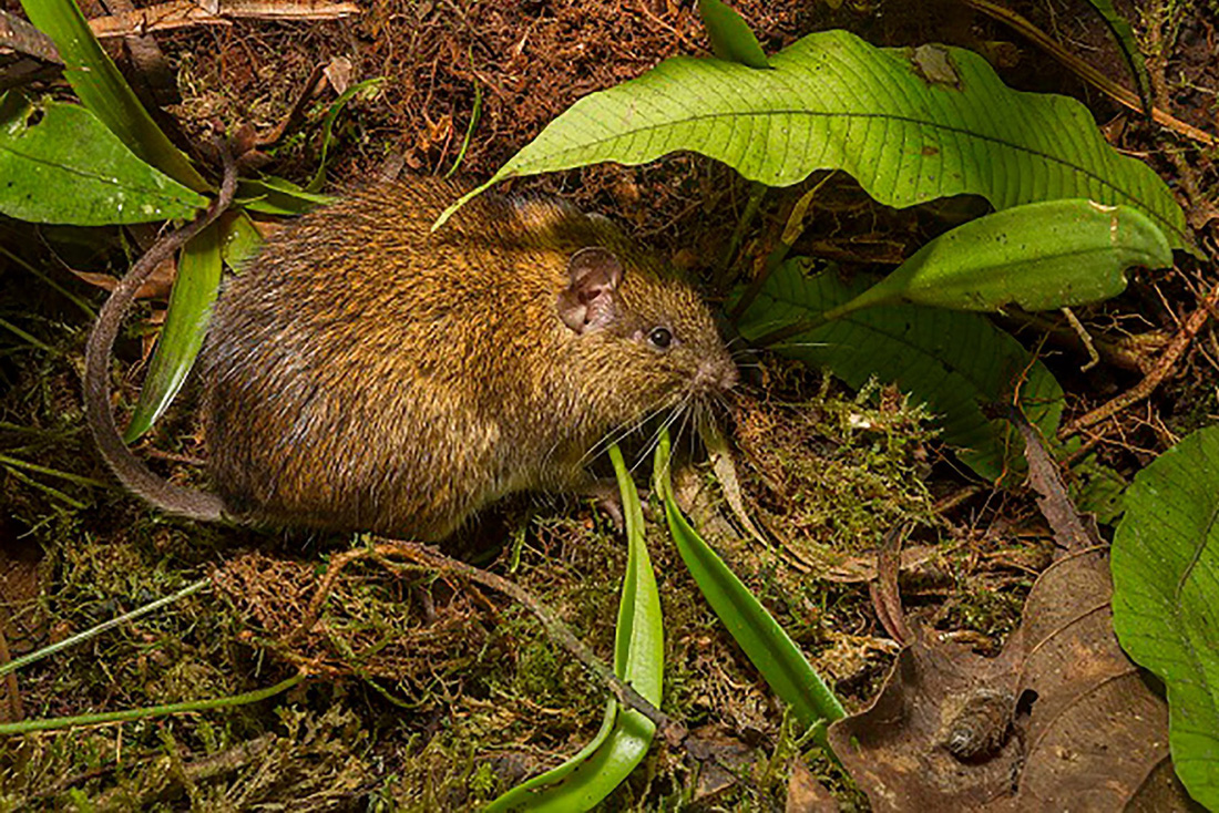 Đột nhập vườn quốc gia đa dạng sinh học nhất Trái đất