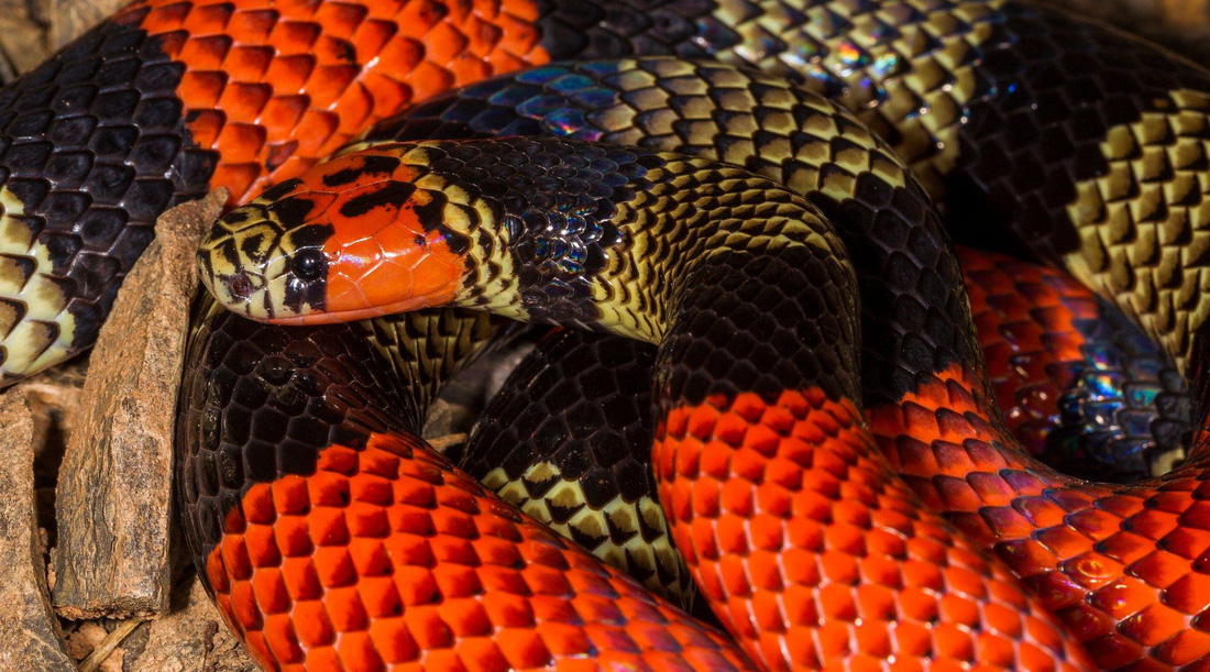 Đột nhập vườn quốc gia đa dạng sinh học nhất Trái đất