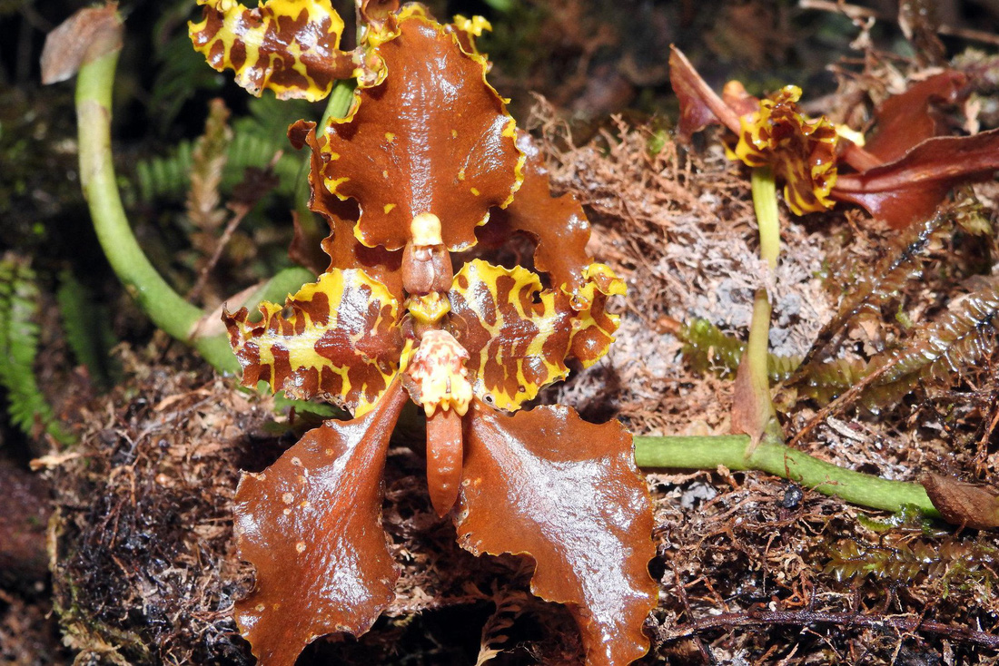 Đột nhập vườn quốc gia đa dạng sinh học nhất Trái đất