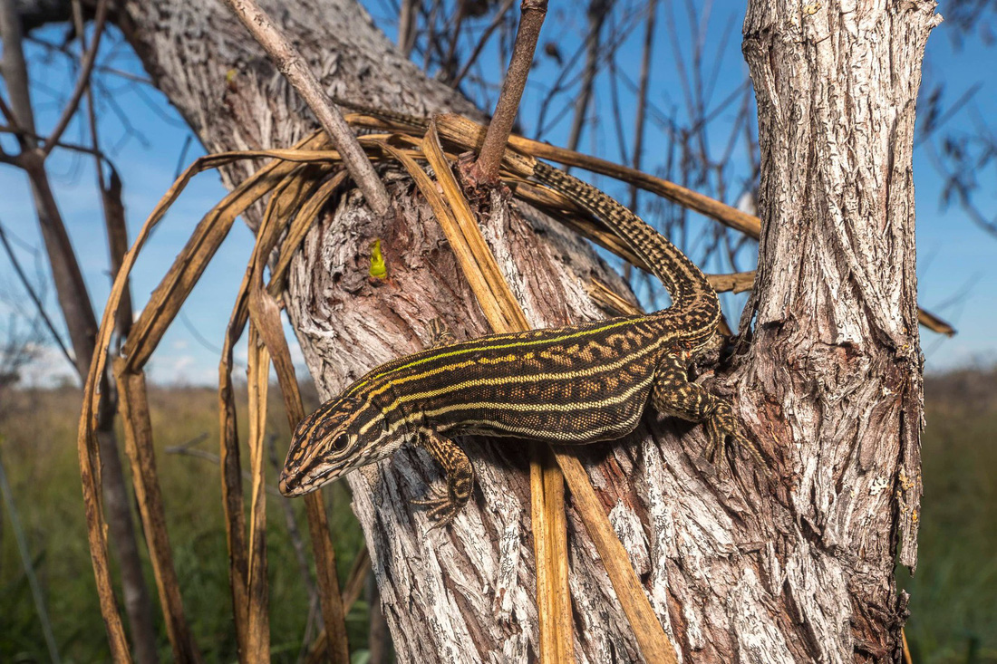Đột nhập vườn quốc gia đa dạng sinh học nhất Trái đất