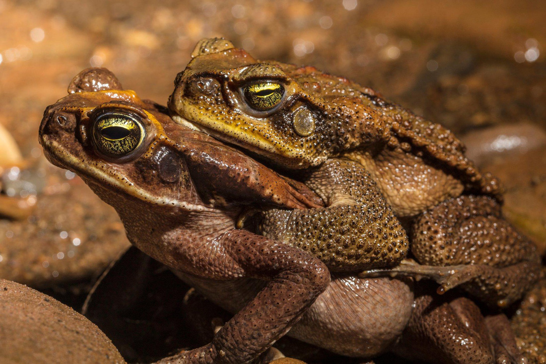 Đột nhập vườn quốc gia đa dạng sinh học nhất Trái đất