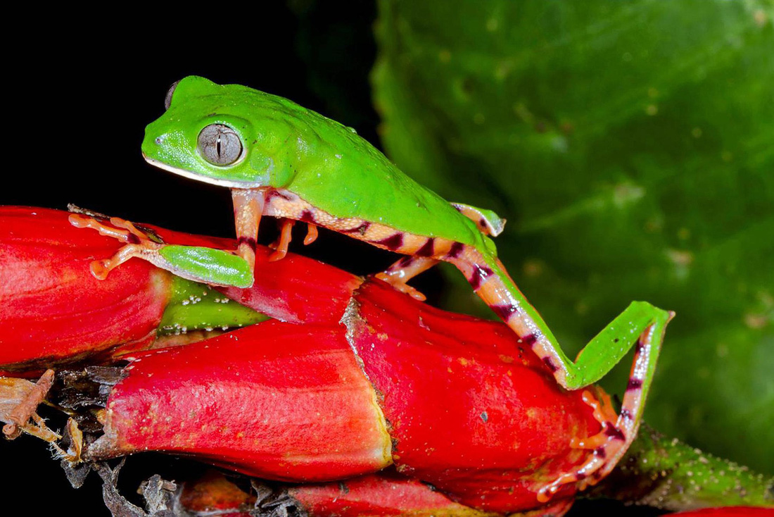 Đột nhập vườn quốc gia đa dạng sinh học nhất Trái đất