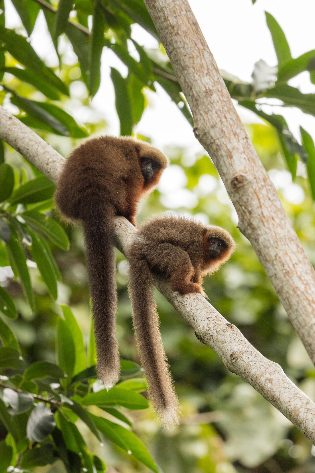 Đột nhập vườn quốc gia đa dạng sinh học nhất Trái đất