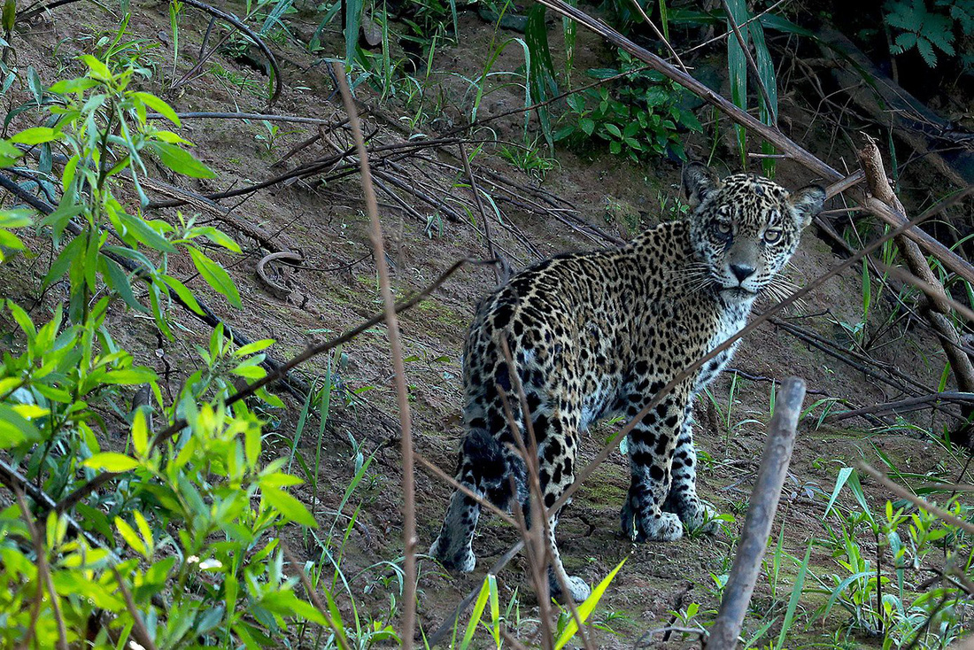 Đột nhập vườn quốc gia đa dạng sinh học nhất Trái đất