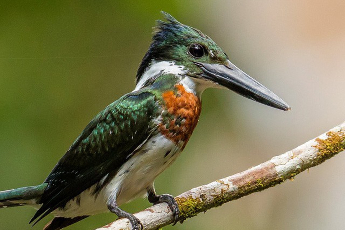 Đột nhập vườn quốc gia đa dạng sinh học nhất Trái đất