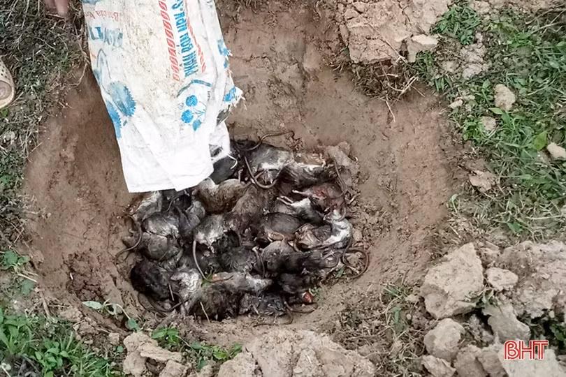 Người dân Can Lộc, Hồng Lĩnh ra quân diệt chuột