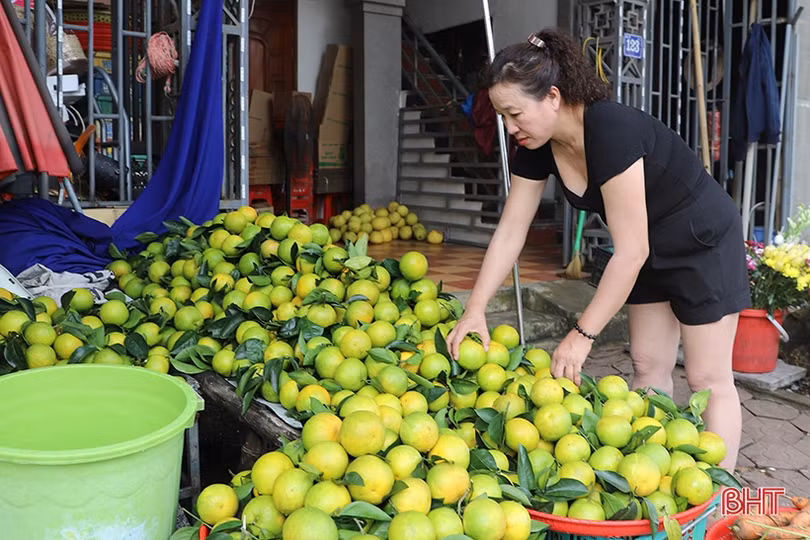 Cam Hà Tĩnh đầu mùa “được lòng” khách hàng