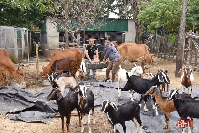 Tạo giải pháp đồng bộ giúp phụ nữ Lộc Hà thoát nghèo bền vững