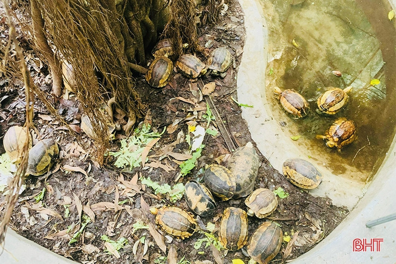 Bàn giao 14 cá thể động vật quý hiếm cho Vườn Quốc gia Vũ Quang