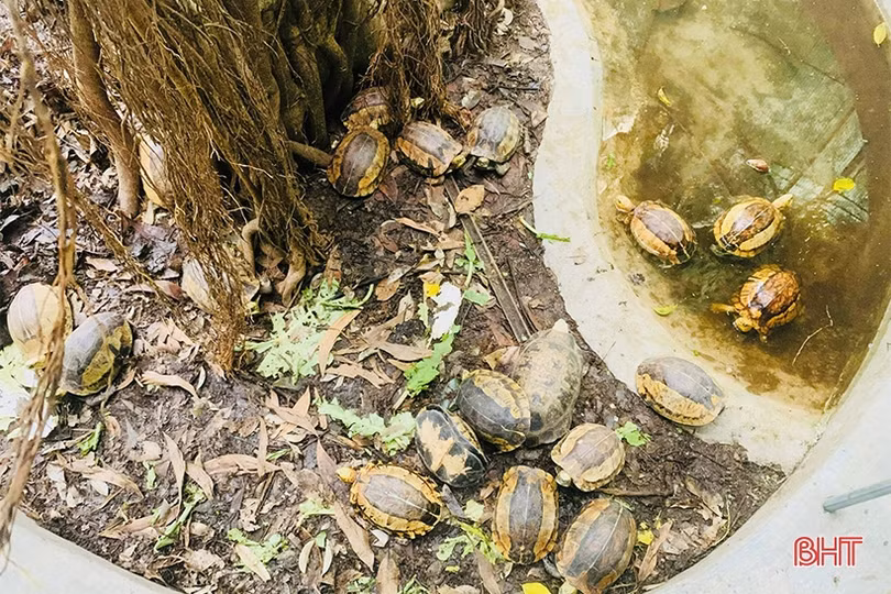 Bàn giao 14 cá thể động vật quý hiếm cho Vườn Quốc gia Vũ Quang