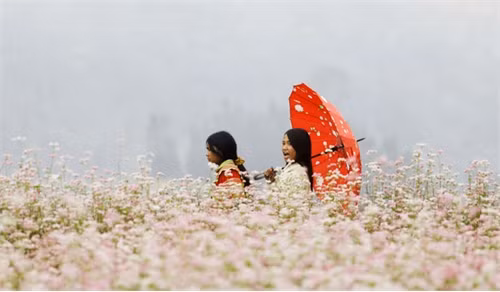 Bạn có thể chiêm ngưỡng loài hoa này dưới chân núi, trên những cánh đồng kéo dài..