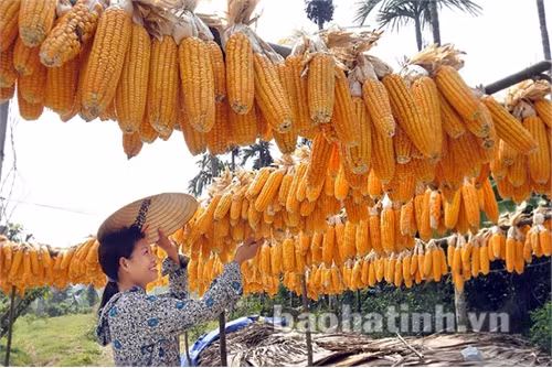 Liên kết sản xuất để vụ đông thành vụ chính (bài 2): Tìm hướng đi bền vững ảnh 1