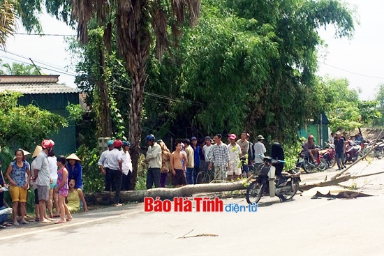 Gió quật đổ cây đè một người đi xe máy tử vong ảnh 2