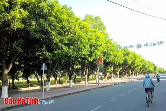 Hàng xoài trên 5 năm tuổi, cũng đã làm nên nét riêng cho tuyến đường Nguyễn Thiếp.