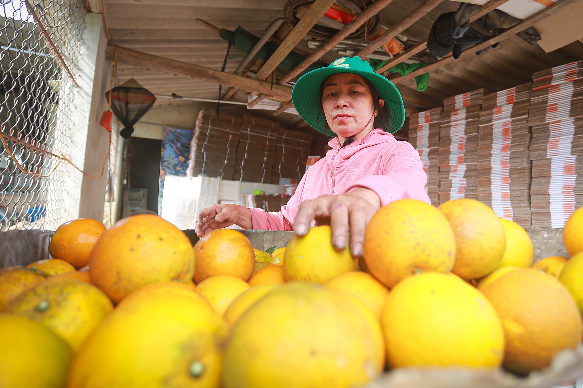 Theo chân nhà vườn “đếm quả tính tiền” mùa cam Tết