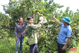 Sản lượng cam Hương Sơn sụt giảm, nông dân "gồng mình" giữ giá