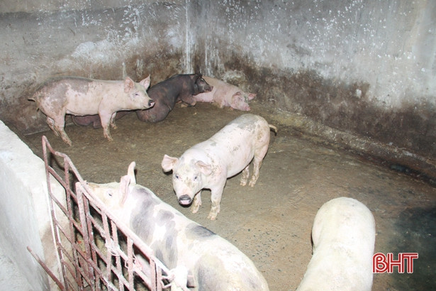 Dịch tả lợn châu Phi tái xuất hiện, Nghi Xuân gấp rút phòng trừ