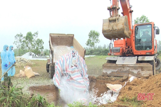 Dịch tả lợn châu Phi tái xuất hiện, Nghi Xuân gấp rút phòng trừ