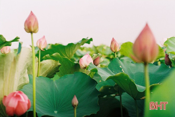 Trồng sen trên 1,7 ha đất kém hiệu quả ở xã ven đô Hà Tĩnh