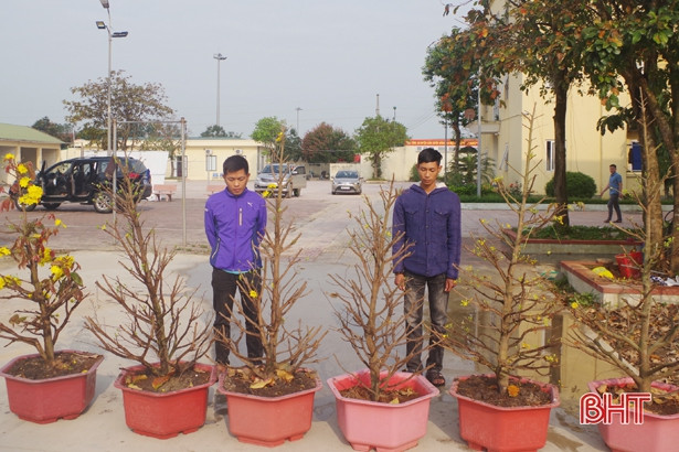 2 thanh niên xứ Cẩm trộm 12 cây mai về trồng, chờ bán kiếm lời