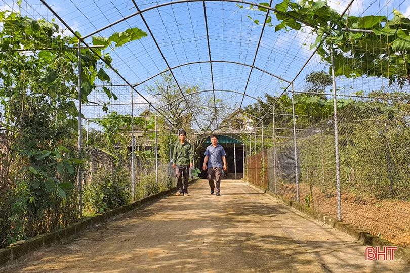 Làm vườn mẫu phải có sản phẩm mới và thu nhập bền vững”