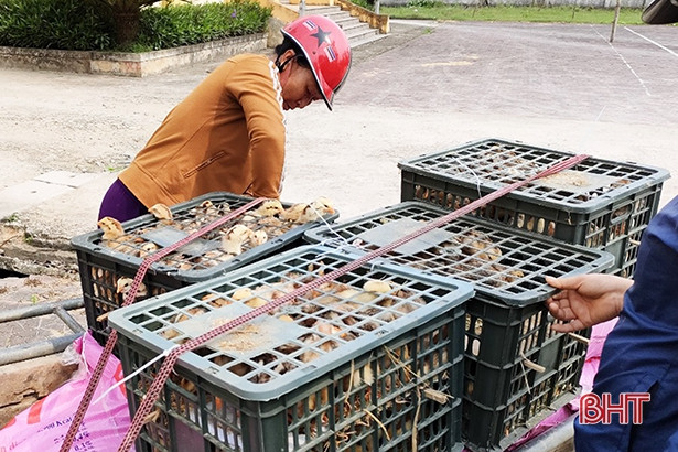 Xã bãi ngang Hà Tĩnh hỗ trợ 2.875 con gà giống giúp giảm nghèo bền vững