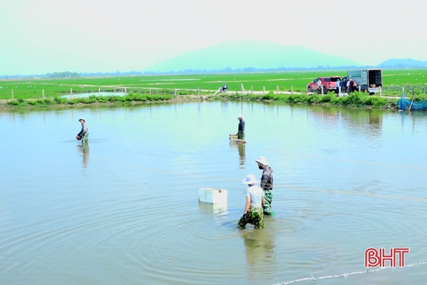 Trồng sen trên 1,7 ha đất kém hiệu quả ở xã ven đô Hà Tĩnh