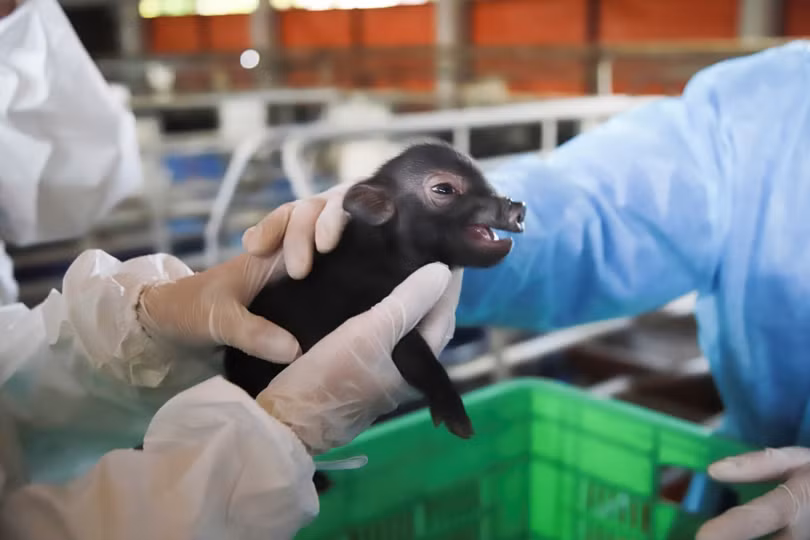 Nhân bản lợn ỉ, đột phá thành công nhân bản vô tính ở động vật tại Việt Nam