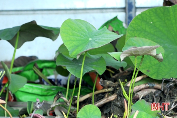 Trồng sen trên 1,7 ha đất kém hiệu quả ở xã ven đô Hà Tĩnh