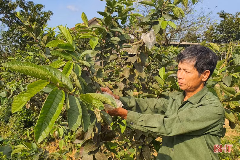 Làm vườn mẫu phải có sản phẩm mới và thu nhập bền vững”
