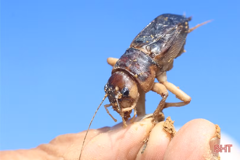 Mùa câu dế cơm ở miền núi Hà Tĩnh