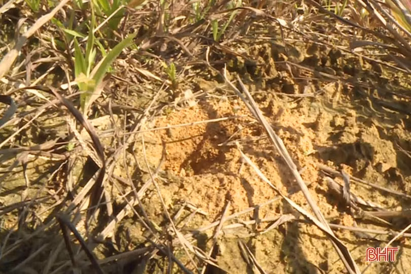 Mùa câu dế cơm ở miền núi Hà Tĩnh