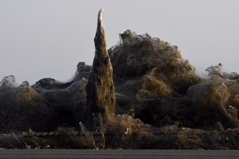 Rùng mình cảnh lưới nhện dài 1 km phủ dọc hồ nước ở Hy Lạp