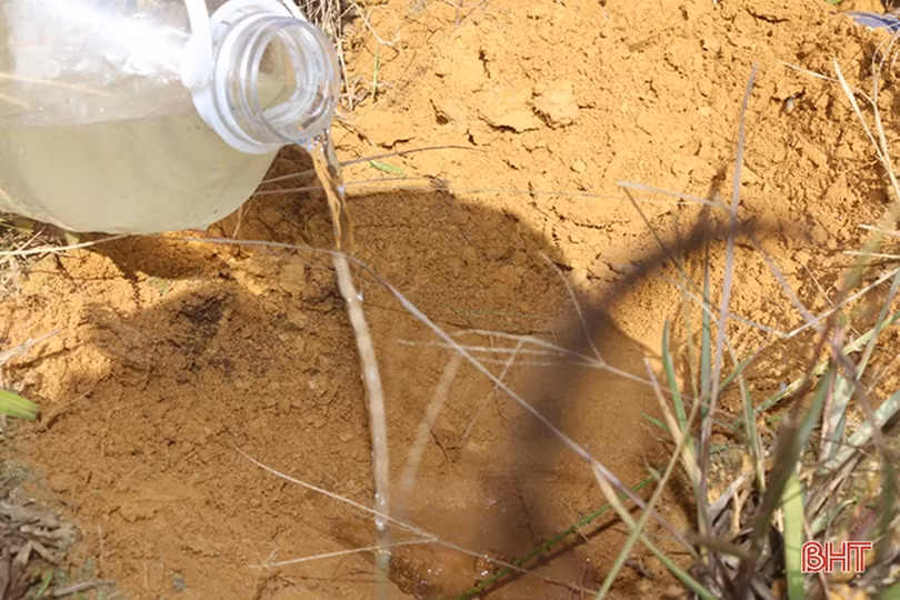 Mùa câu dế cơm ở miền núi Hà Tĩnh