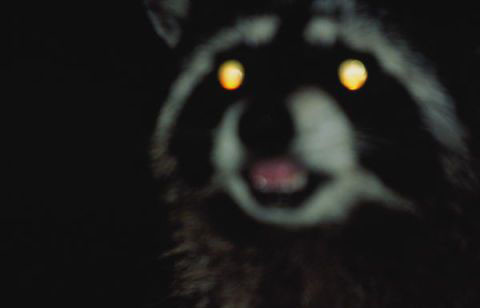 Lái xe ban đêm thường gặp phải những tình huống bất ngờ từ động vật khi sang đường. 10 điều tài xế không được quên khi lái xe ban đêm