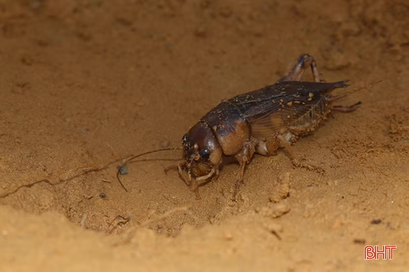 Mùa câu dế cơm ở miền núi Hà Tĩnh