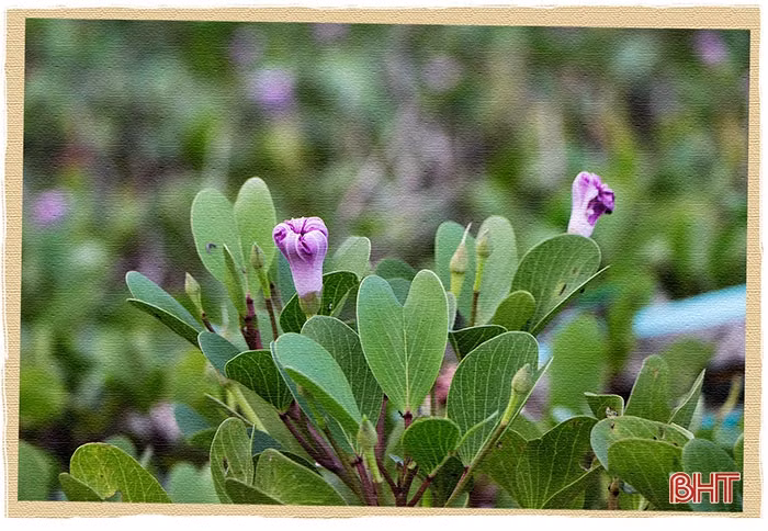 Một thoáng ngoại ô