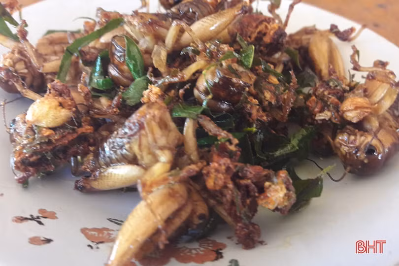 Mùa câu dế cơm ở miền núi Hà Tĩnh