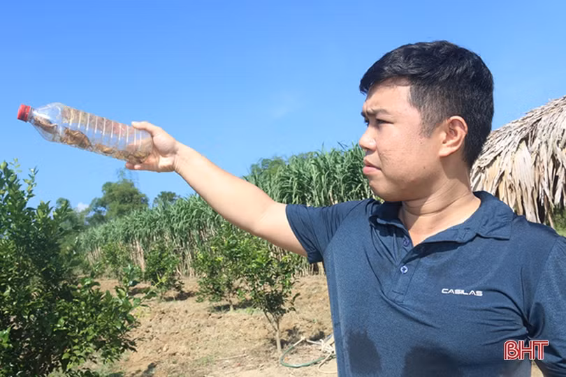 Mùa câu dế cơm ở miền núi Hà Tĩnh